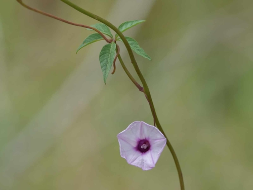 Ipomoea wrightii iNat (1)