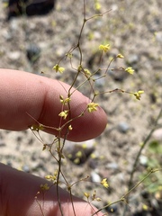 Eriogonum contiguum