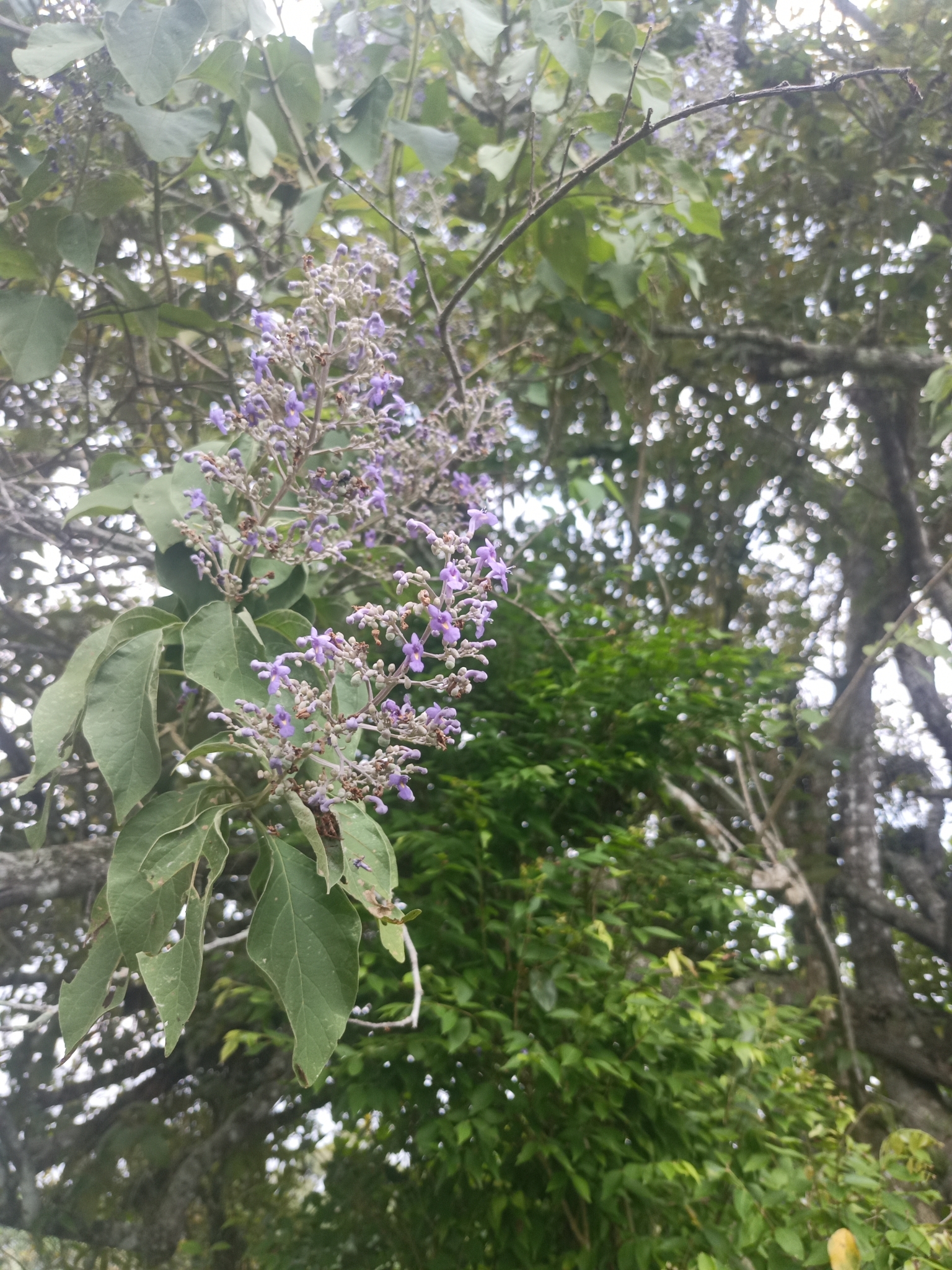 Foto de Cornutia pyramidata L.