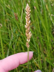 Carex sartwellii