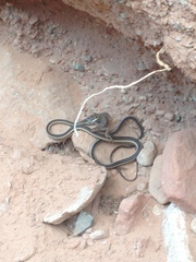 Masticophis taeniatus taeniatus