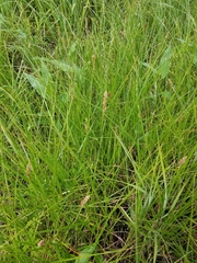 Carex sartwellii