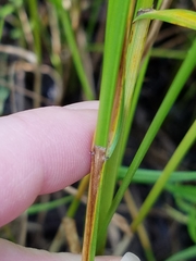 Carex sartwellii
