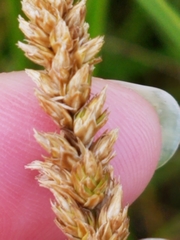 Carex sartwellii