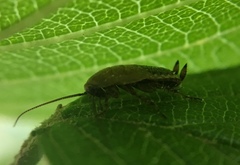 Ectobius lapponicus