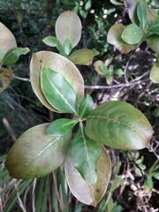 Coprosma macrocarpa minor