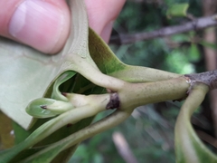 Coprosma macrocarpa minor