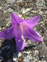 Campanula trachelium