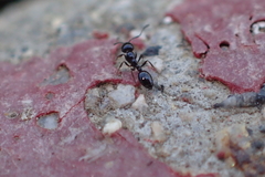 Monomorium ergatogyna