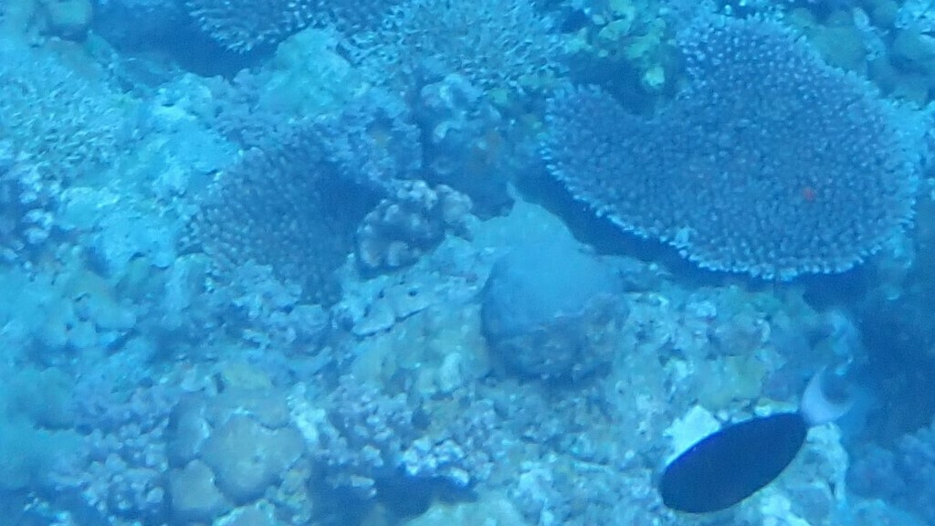 Thompson's surgeonfish