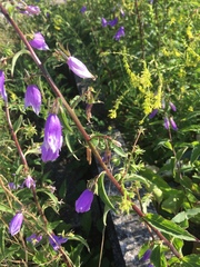 Campanula trachelium