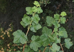 Ribes canthariforme