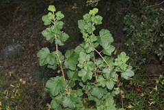 Ribes canthariforme
