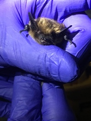 Myotis leibii