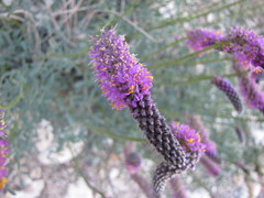 Dalea searlsiae