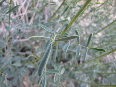 Dalea searlsiae