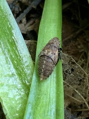 Ponana