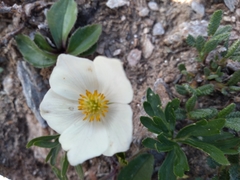 Anemonastrum