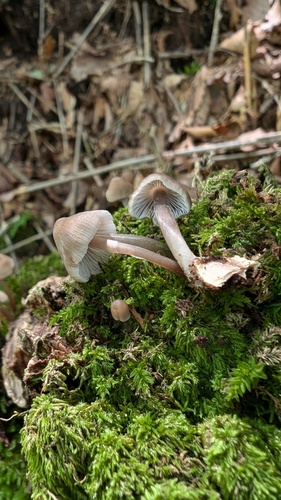 Mycena