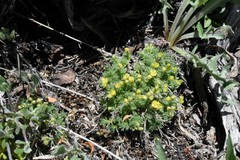 Draba oligosperma
