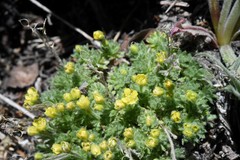 Draba oligosperma