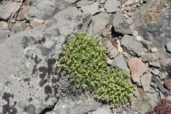 Draba oligosperma