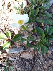 Anemonastrum