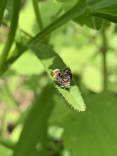 Skullcap Skeletonizer Moth photo 2