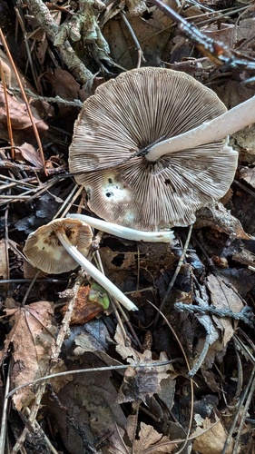 Psathyrella