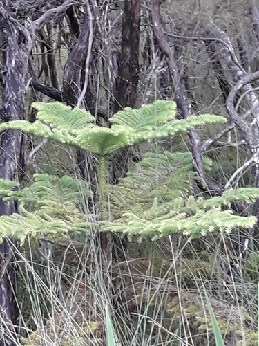 Araucaria heterophylla