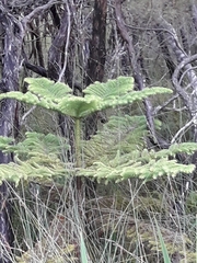 Araucaria heterophylla