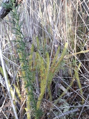 Lateristachys lateralis