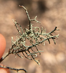 Usnea esperantiana