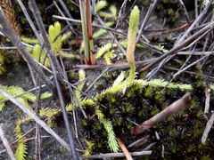 Brownseya serpentina