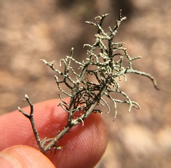 Usnea esperantiana