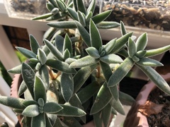 Crassula mesembryanthoides