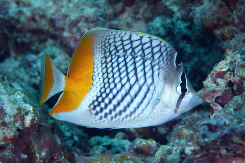 Crosshatch butterflyfish (Chaetodon xanthurus) — Chaetodontidae — 4