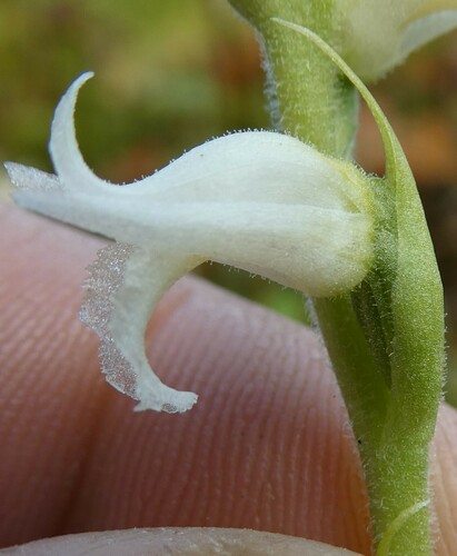 Image of Spiranthes ochroleuca by no rights reserved