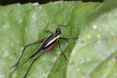 Nisitrus