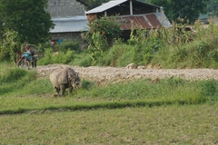 Rhinoceros unicornis