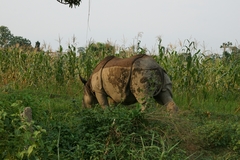 Rhinoceros unicornis