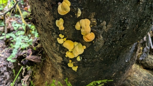 Trichoderma