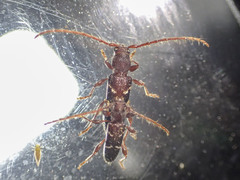 Ectosticta cleroides