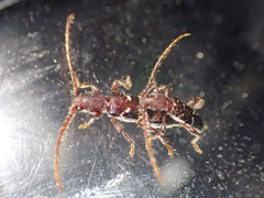 Ectosticta cleroides