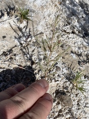 Chloropyron tecopense