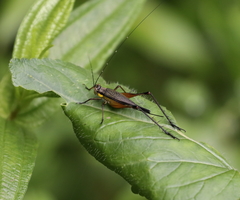 Nisitrus
