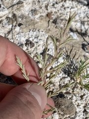 Chloropyron tecopense