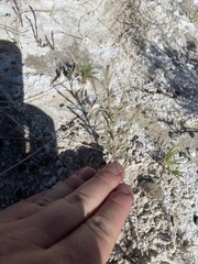 Chloropyron tecopense