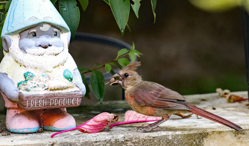 Northern Cardinal