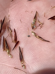 Schoenus nigricans